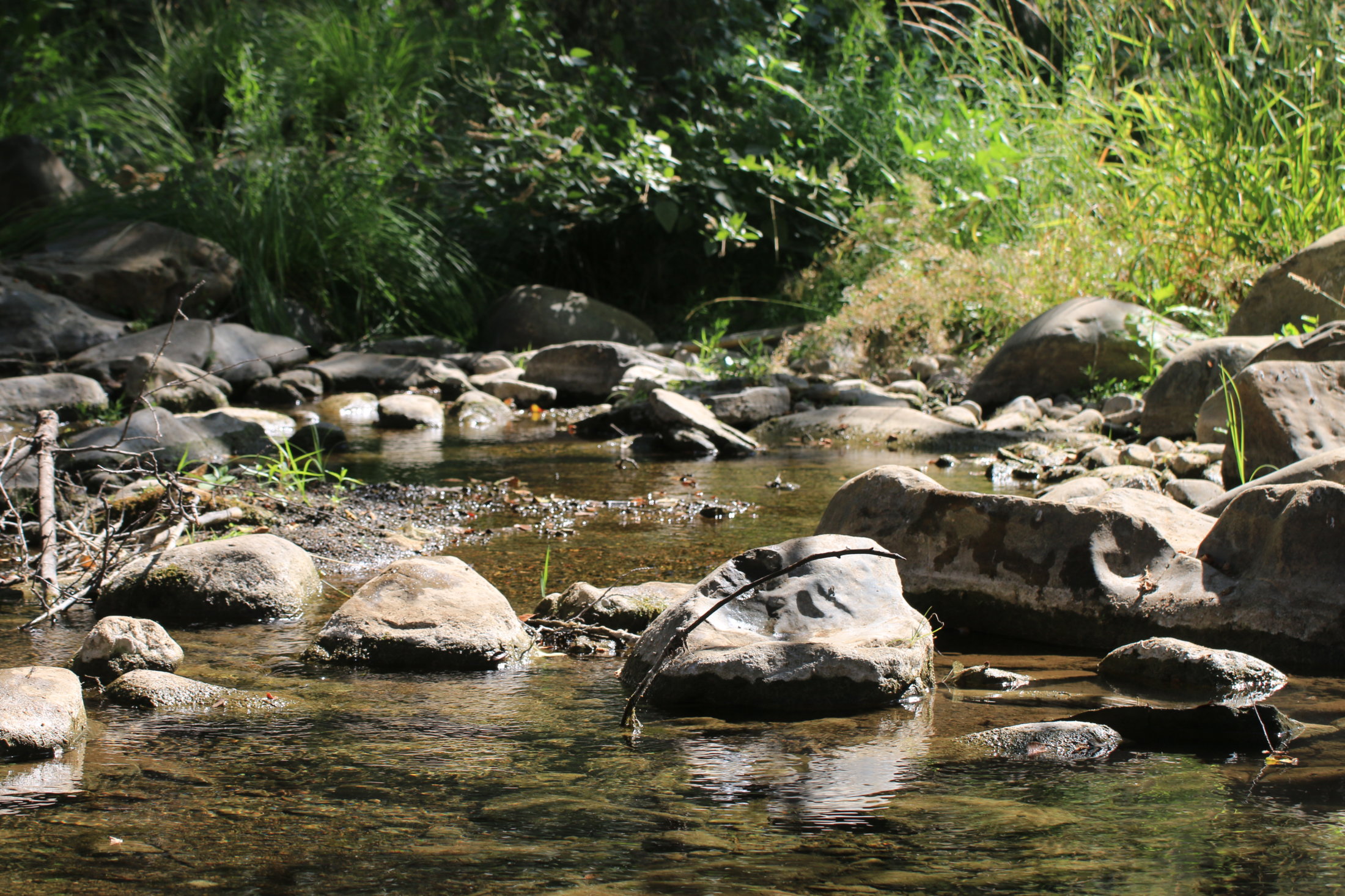 The creek at Middle Lion Campground Los Padres National Forest