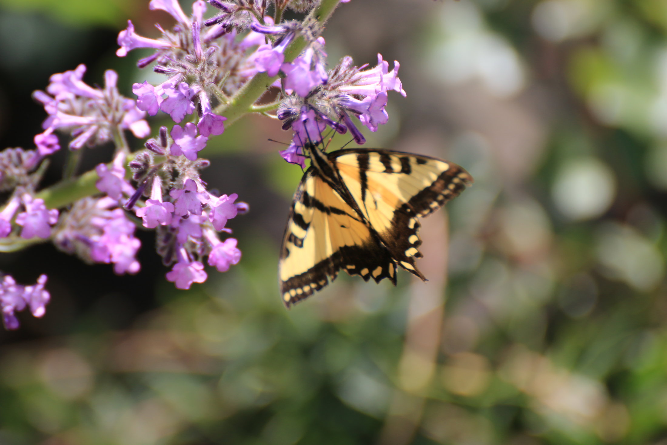 Butterfly Los Padres National Forest