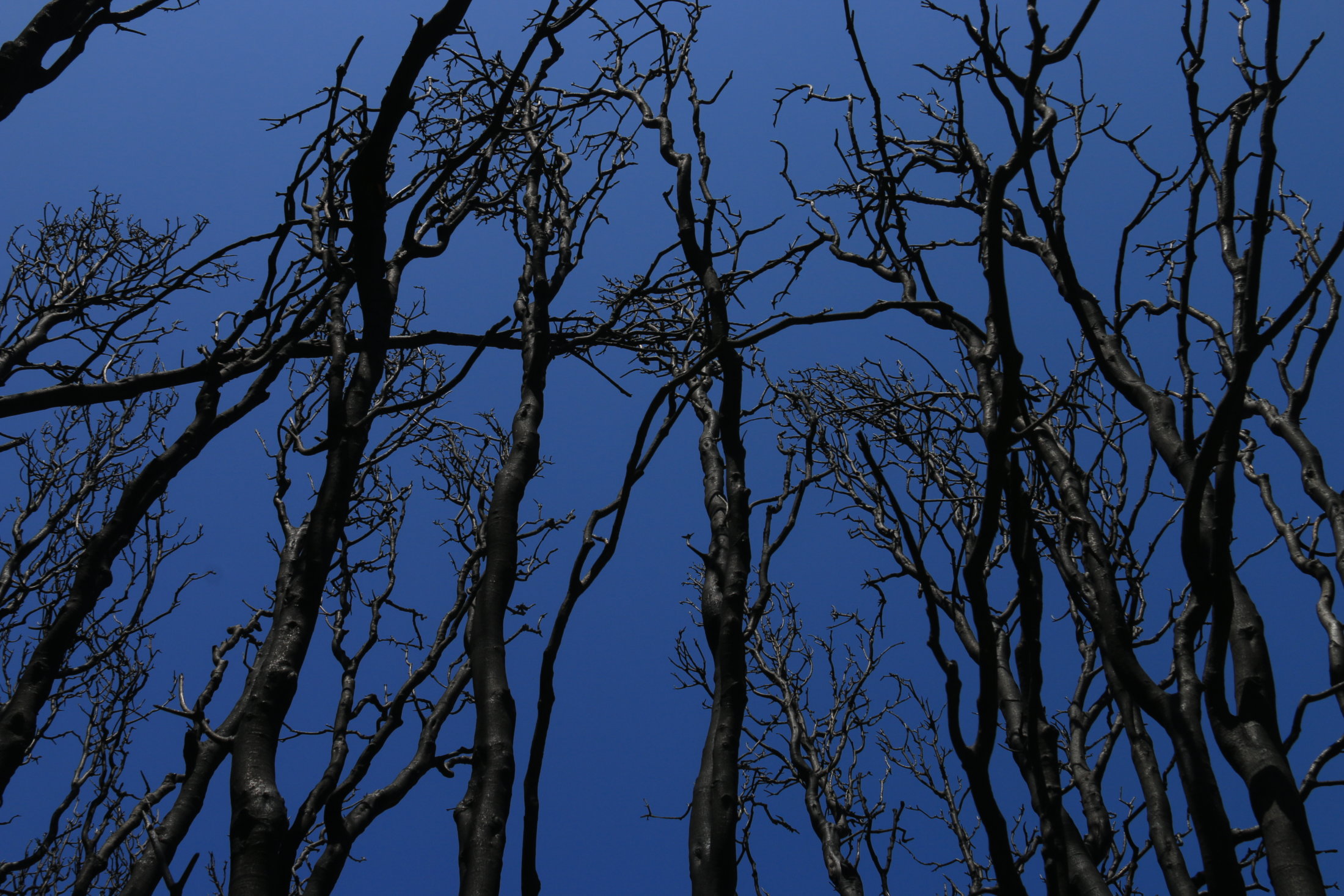 Los Padres Fire Damage