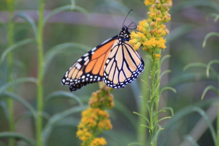 Monarch butterfly on flowers 